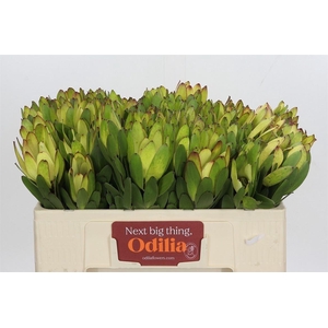 Leucad Saf Goldstrik 50 Cm