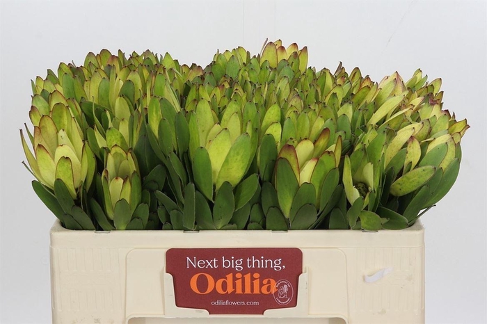 <h4>Leucad Saf Goldstrik 50 Cm</h4>