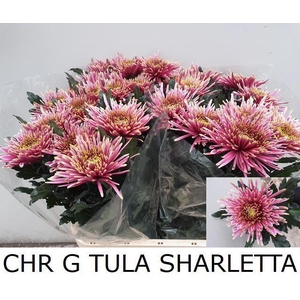 CHR G TULA SHARLETTA