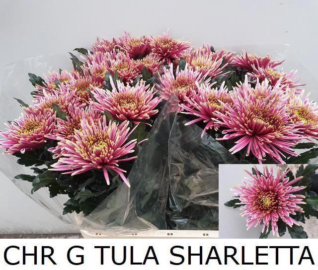 <h4>CHR G TULA SHARLETTA</h4>