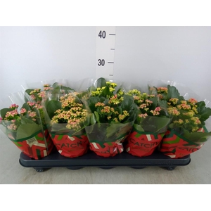 Kalanchoe blos.   ..rosebud mix  5