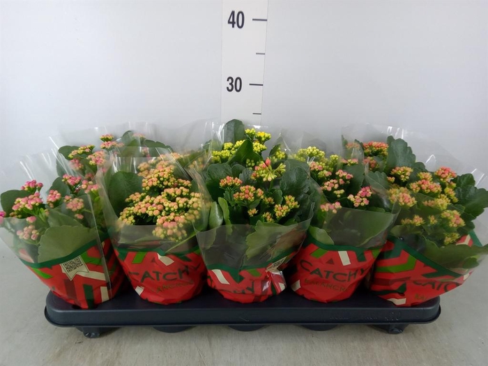 <h4>Kalanchoe blos.   ..rosebud mix  5</h4>