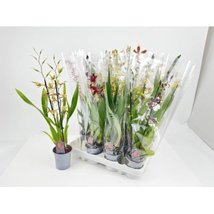 ORCHIDEEEN GEM