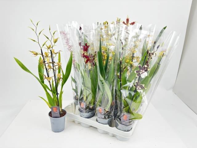<h4>ORCHIDEEEN GEM</h4>