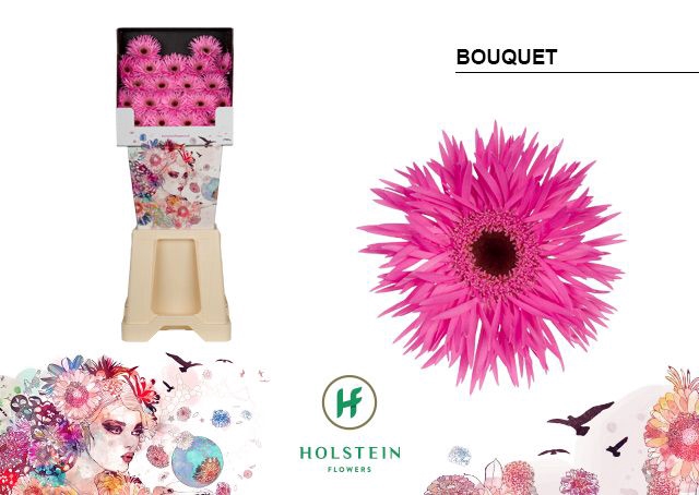 <h4>Germini Spider Bouquet Diamond</h4>