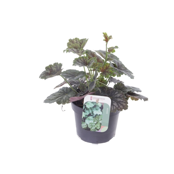 <h4>Heuchera amer. Marvelous Marble</h4>