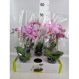 Phalaenopsis multi.   ...rose