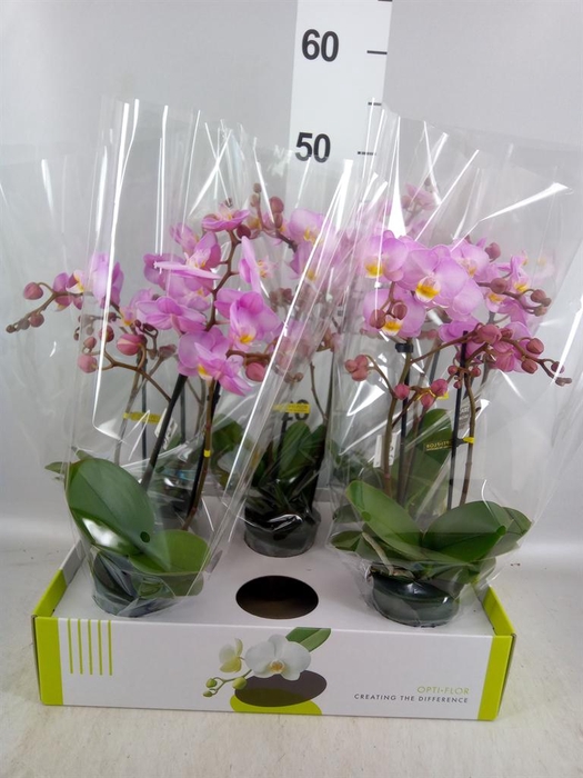 <h4>Phalaenopsis multi. ...rose</h4>