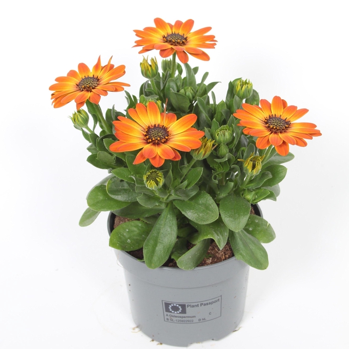 <h4>Osteospermum Valencia p10,5</h4>