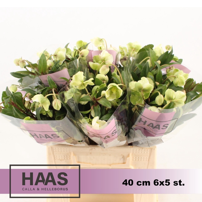 <h4>HELLEB MAGNIF BELLS 6 X 5st.</h4>