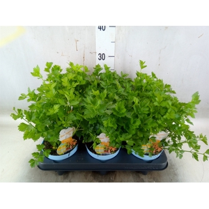 Apium graveolens