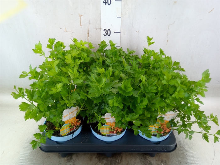 <h4>Apium graveolens</h4>