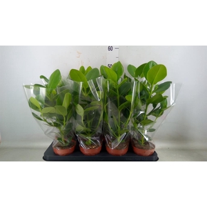 Clusia rosea 'Princess'