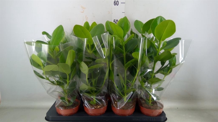 <h4>Clusia rosea 'Princess'</h4>