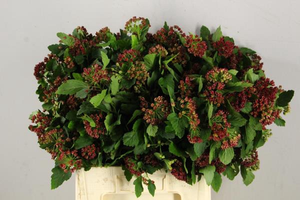 <h4>Physocarpus Spring Sapphire</h4>