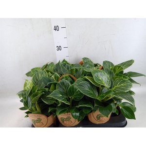 Philodendron   ...