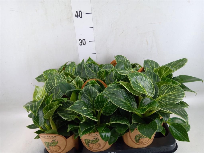<h4>Philodendron   ...</h4>