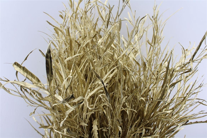 Grevillea Metal Gold