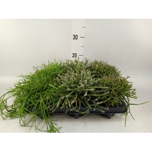 Rhipsalis   ...mix