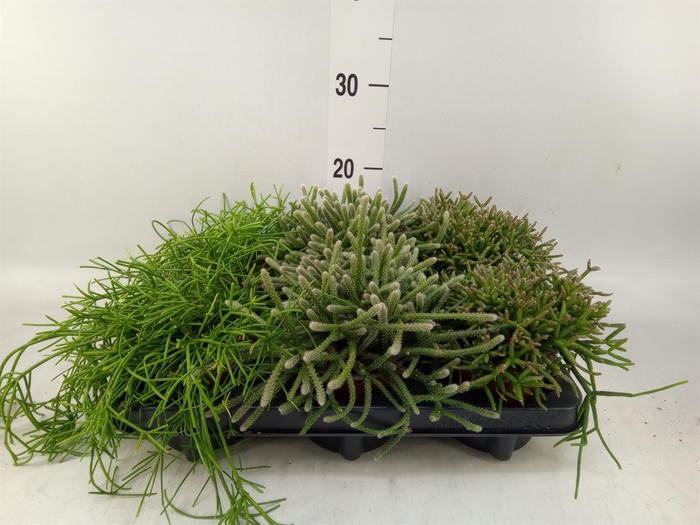 <h4>Rhipsalis   ...mix</h4>