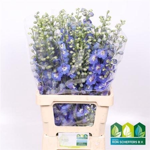 Delph Du Aurora Blue