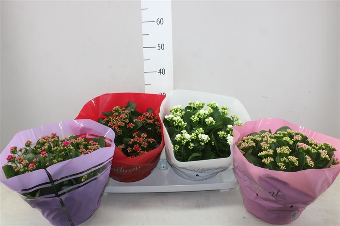 Kalanchoe Calandiva Mix