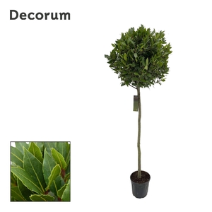 Laurus nobilis Bol op stam