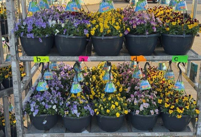 <h4>VIO CO END GEM</h4>