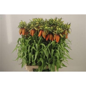 Frittilaria Imp Orange Sweet