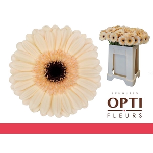 Germini Mindset Water