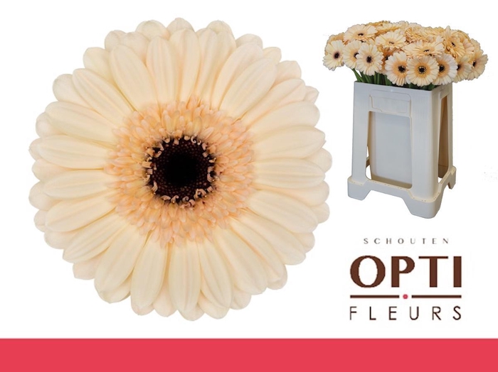 <h4>Germini Mindset Water</h4>