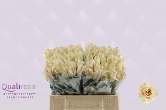 <h4>R Gr Quicksand</h4>