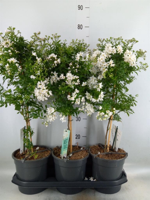 <h4>Solanum jasminoides</h4>