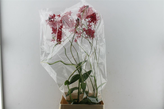 <h4>Epidendrum Xxl</h4>