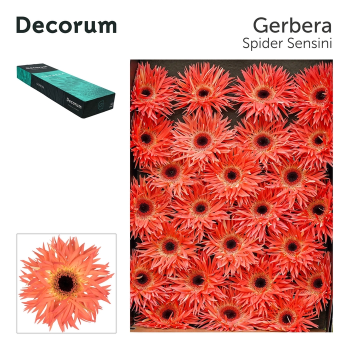 <h4>Gerbera Spider Sensini Doos</h4>