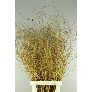 Salix Golden Curls