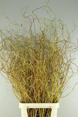 <h4>Salix Golden Curls</h4>