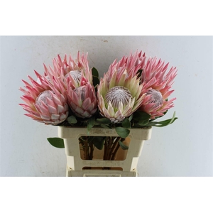 PROTEA CYNAROIDES
