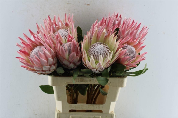 <h4>PROTEA CYNAROIDES</h4>