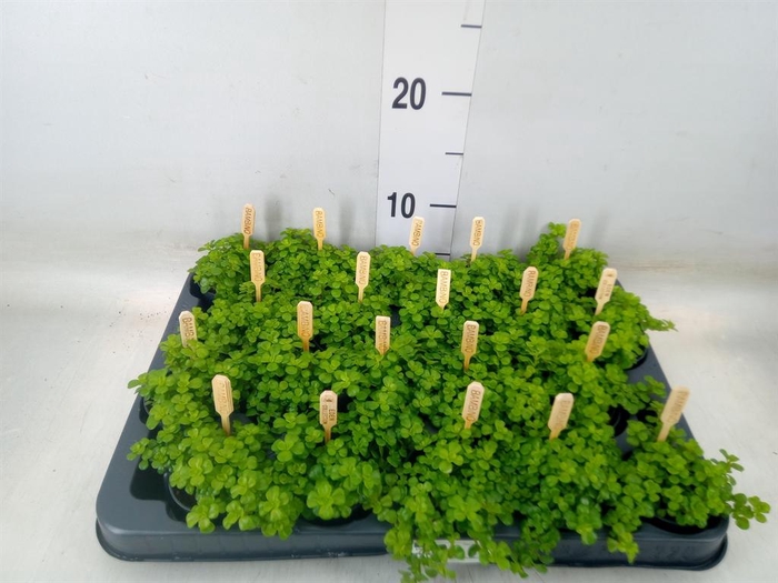 <h4>Pilea depressa</h4>