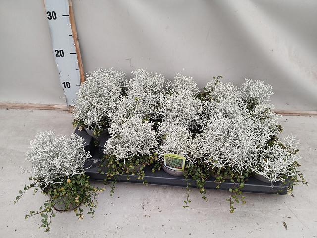 <h4>LEUCOPH CHALLENGE</h4>