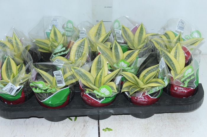 <h4>SANSEVIERIA GOLDEN HAHNII P11</h4>