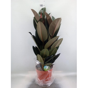 Ficus elastica 'Abidjan'
