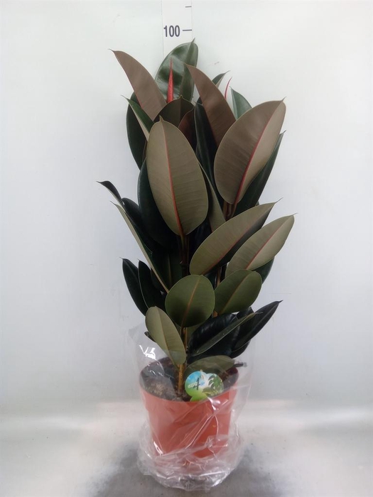 <h4>Ficus elastica 'Abidjan'</h4>