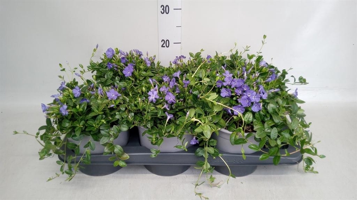 <h4>Vinca minor</h4>