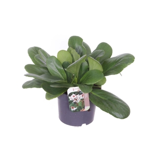 Bergenia Bressingham White
