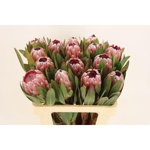 PROTEA PINK ICE