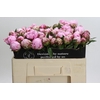 Paeonia Sarah Bernhardt