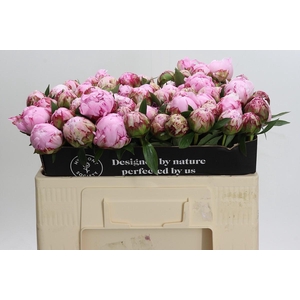 Paeonia Sarah Bernhardt