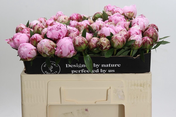 <h4>Paeonia Sarah Bernhardt</h4>